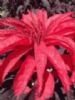  Amaranthus Tricolor Extract 